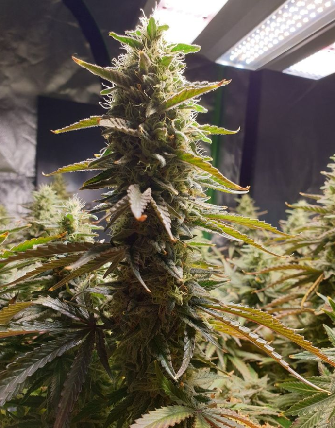 ViparSpectra tweet media