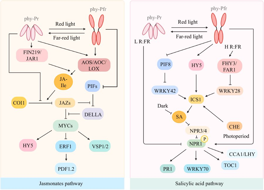 MaximumAcademic's tweet photo. #VegetableRes
Light & hormone signaling: Key regulators of plant defense & growth.
@HortiPlant #PlantScience #HormoneSignaling
Details: https://t.co/8lzMLZGFTo https://t.co/XHn36zFuLN