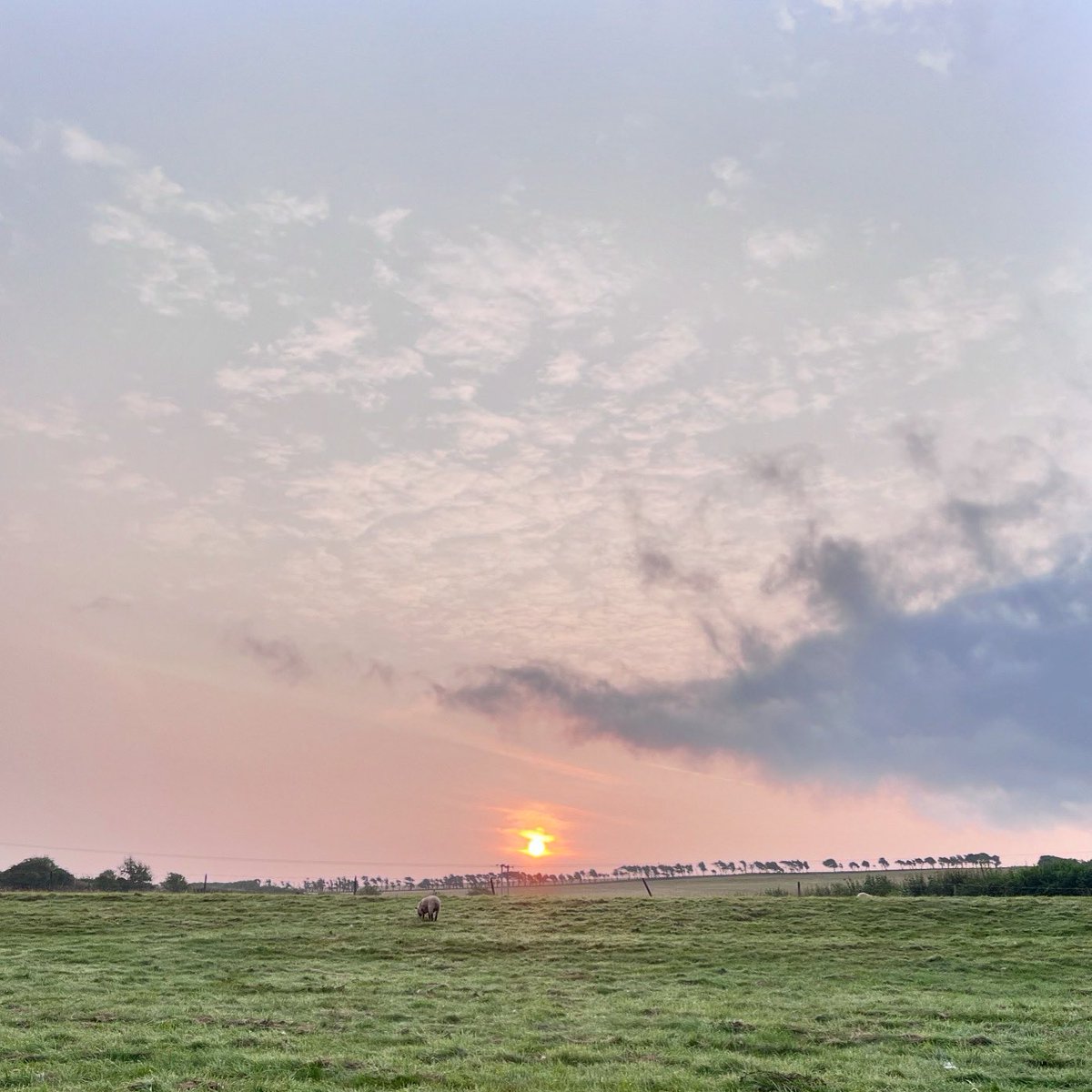 Shaun Cuff tweet media