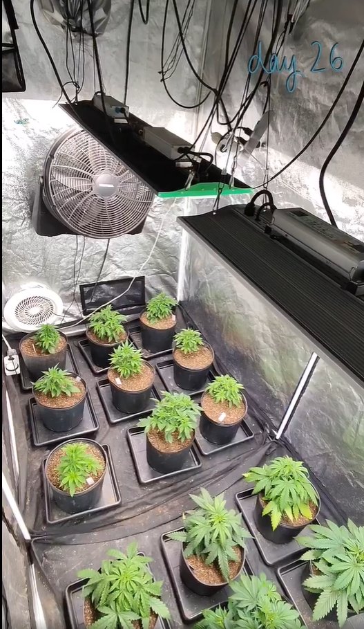 ViparSpectra tweet media