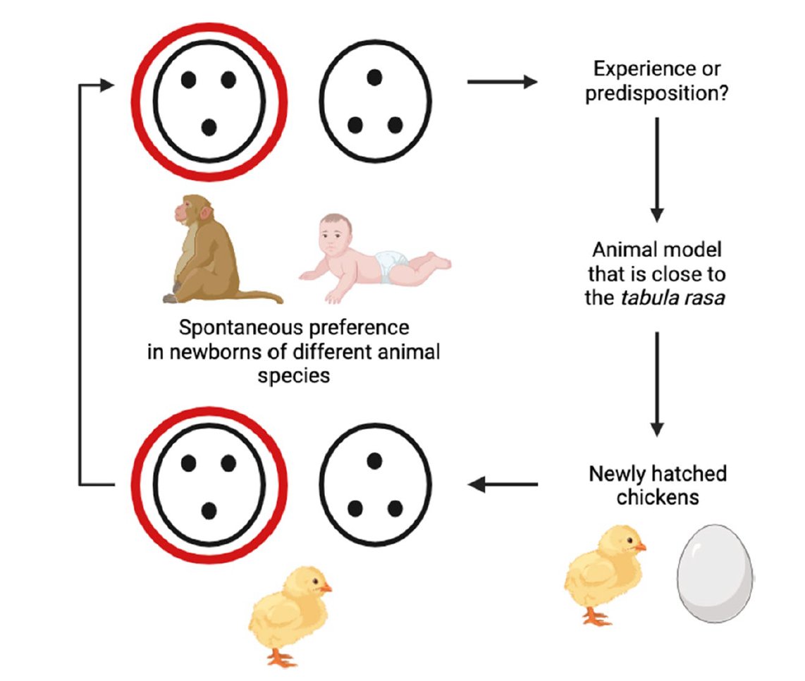Giorgio Vallortigara tweet media