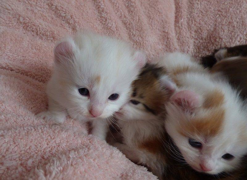 Meet Ron: The American Curl Longhair with a Fascinating History: The post Meet Ron: The American Curl Longhair with a Fascinating History appeared first on Katzenworld - Welcome to the world of cats!. 

Meet Ron, the adorable American… dlvr.it/TC50CZ via <a href="/kattavinir/">kattavinir</a>