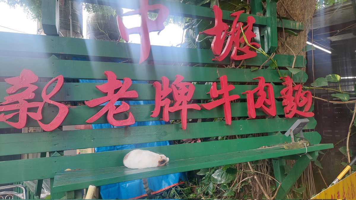 SignicialTW's tweet photo. 吃牛肉麵可以免費嚕貓 賺翻了 https://t.co/hRelSJPvQX