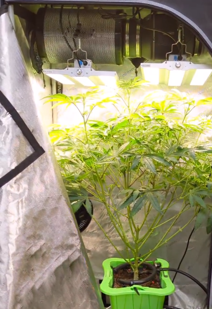 ViparSpectra tweet media