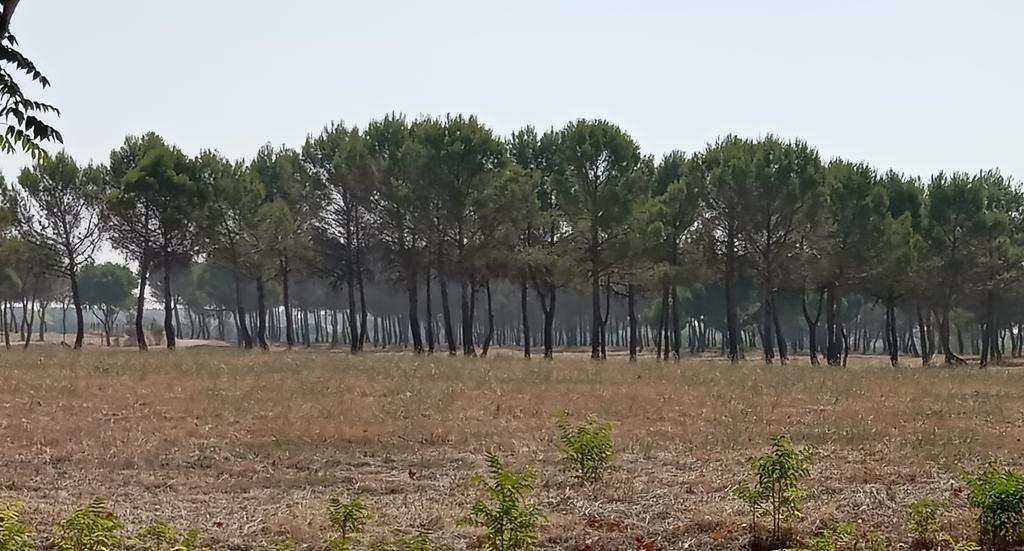 contonente2011's tweet photo. Hoy nos ha llegado el #humo provocado por los incendios de la semana pasada en Canadá. https://t.co/ViARsx6oCM