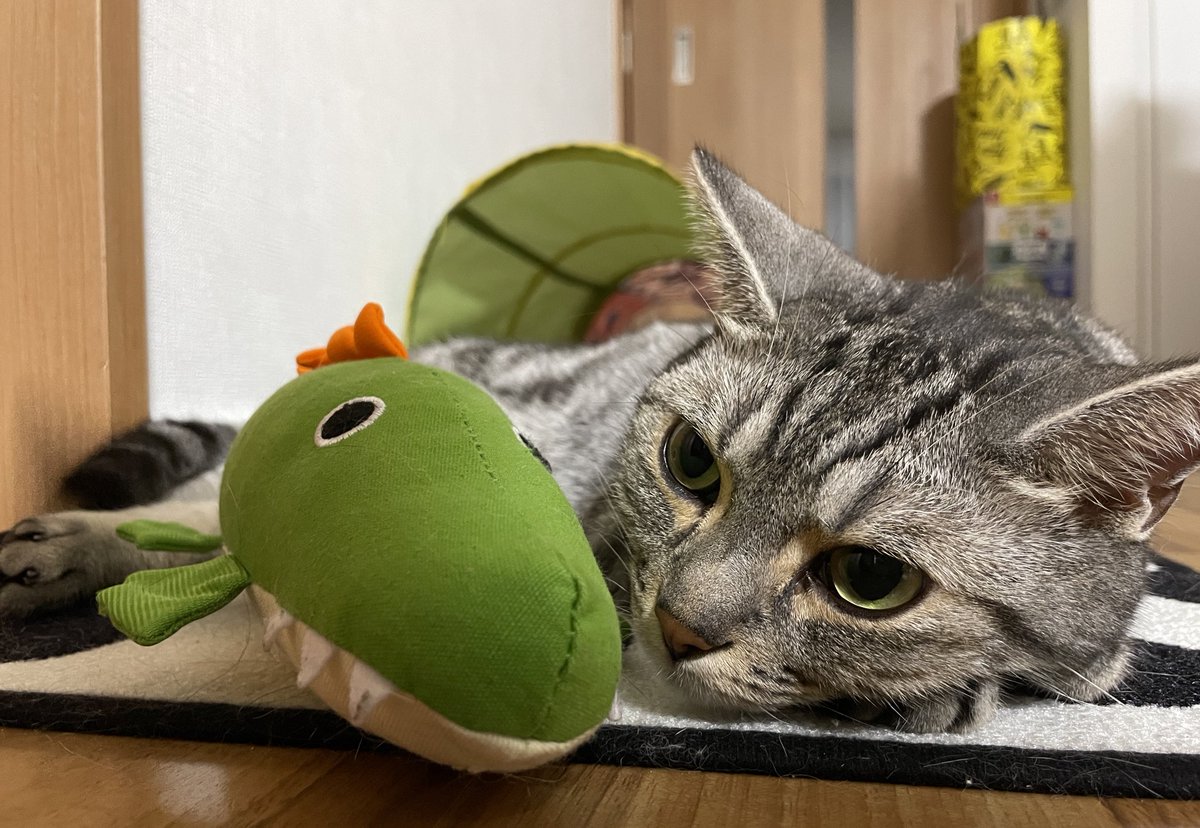 ワニと添い寝
#猫 #猫のいる暮らし #アメショ