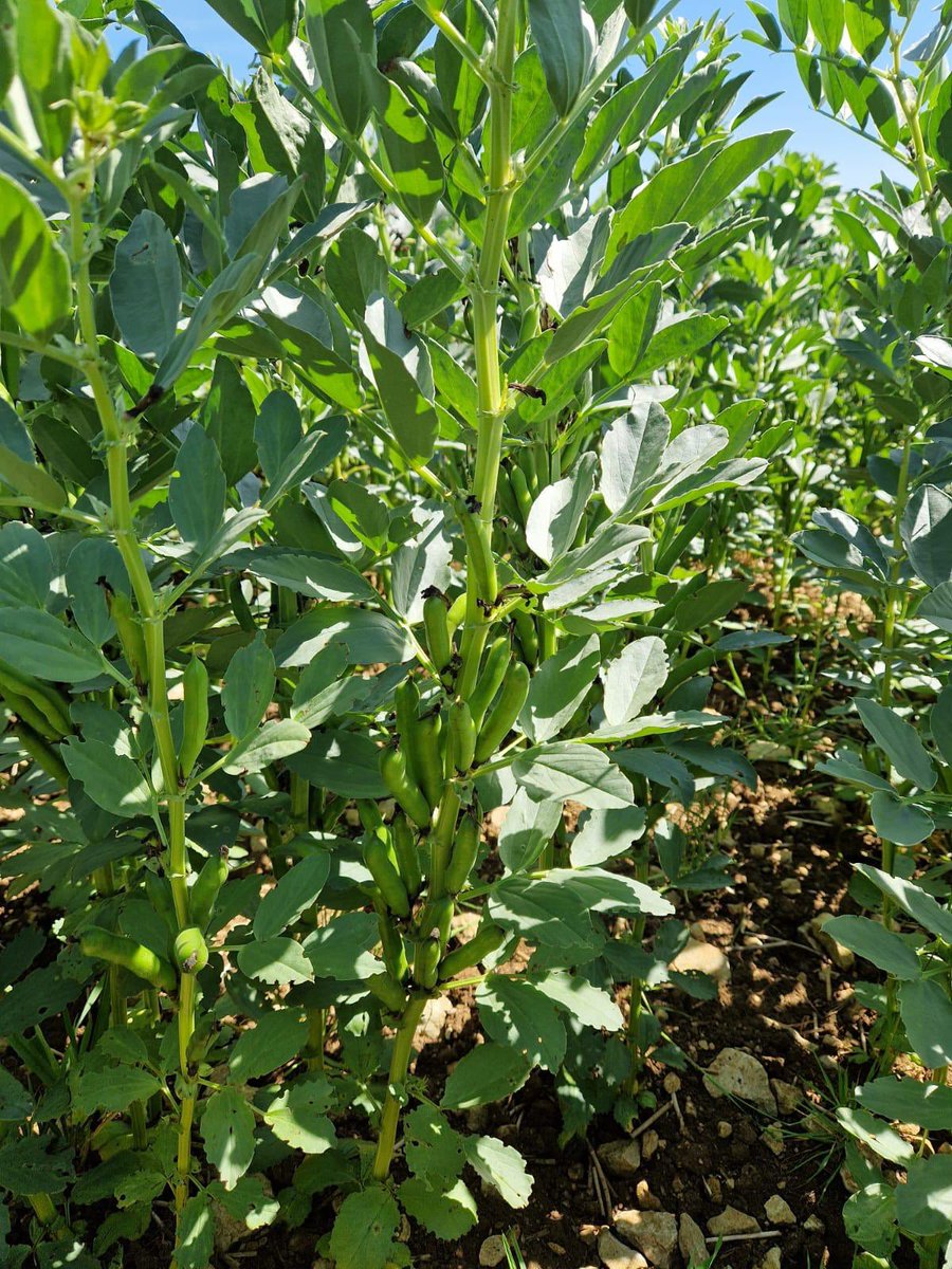 BrooksKempton's tweet photo. As the 2024 UK beans harvest nears, beans prices have eased slightly from their peak due to lower demand and competition from alternative protein sources. 

Despite initial concerns, crop conditions are better than expected, with favorable weather boosting yields. https://t.co/bK8MiXu5Bn