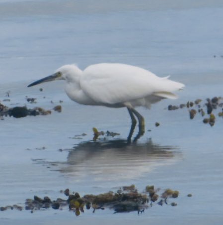 leanjeanp's tweet photo. Little Egret #Bute @Natures_Voice @RSPBScotland @WildBute @welcometobute https://t.co/UjbSaMCTmq
