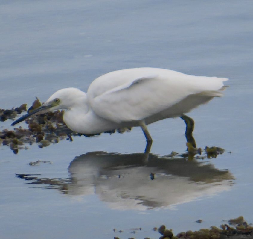 leanjeanp's tweet photo. Little Egret #Bute @Natures_Voice @RSPBScotland @WildBute @welcometobute https://t.co/UjbSaMCTmq