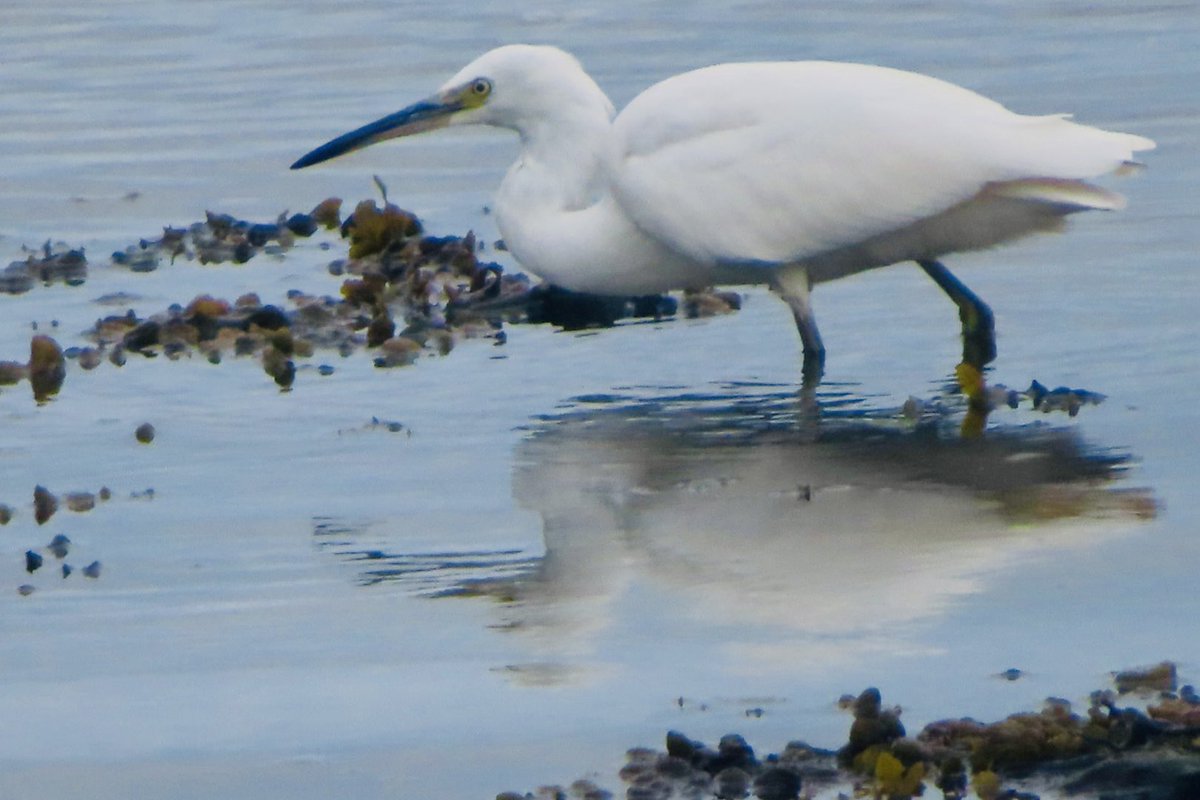 leanjeanp's tweet photo. Little Egret #Bute @Natures_Voice @RSPBScotland @WildBute @welcometobute https://t.co/UjbSaMCTmq