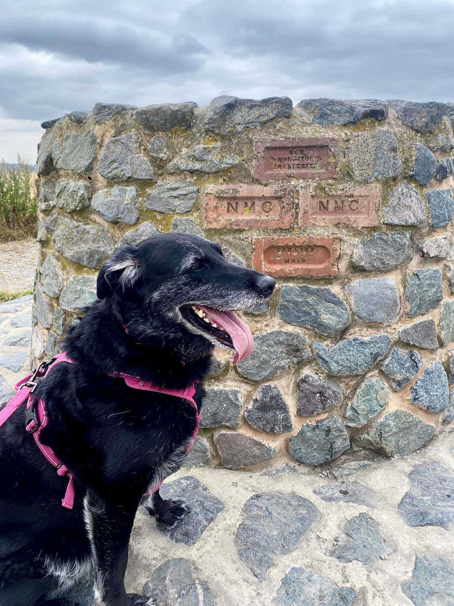 HellingtonBoots's tweet photo. A grey day in S71! ๐
We had a little Walkies at #RabbitIngs this morning.
#Bricks #Royston #Stellasaurus ๐โ๐ฆบ๐พ #LegsAndLaces
๐ฅพ https://t.co/4OjHtlNZig