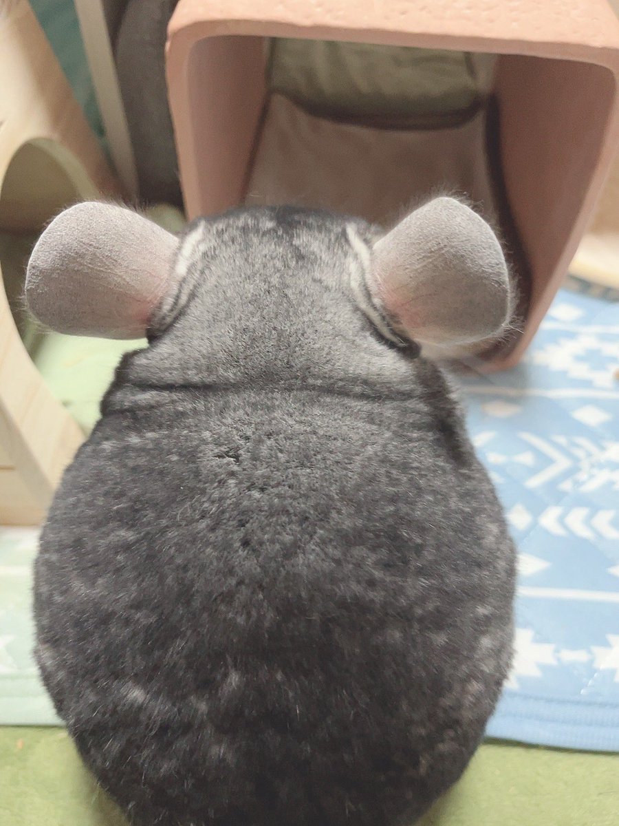 ｽｰｰｰｰｰｰｰｰｯｯｯ(深呼吸) #チンチラ