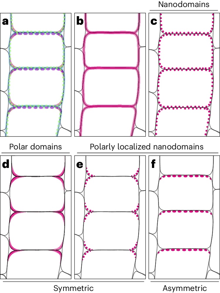 Arif (@aribidopsis) on Twitter photo Semantic is important while writing manuscript. This <a href="/NaturePlants/">Nature Plants</a> review article is a good resource for lab journal club.
Guidelines for naming and studying plasma membrane domains in plants
nature.com/articles/s4147… Semantic is important while writing manuscript. This <a href="/NaturePlants/">Nature Plants</a> review article is a good resource for lab journal club.
Guidelines for naming and studying plasma membrane domains in plants
nature.com/articles/s4147…