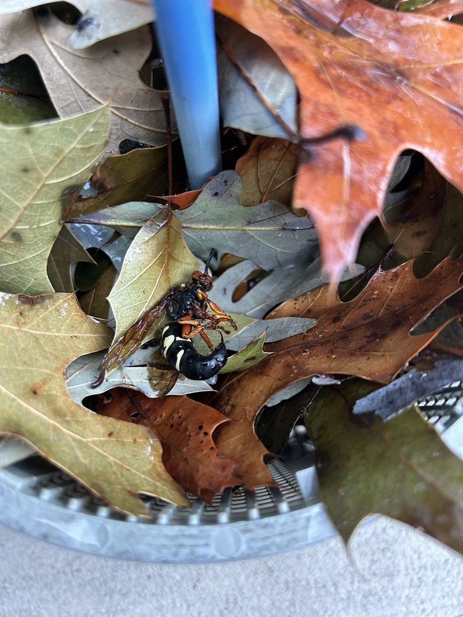 Chris Sowers tweet media