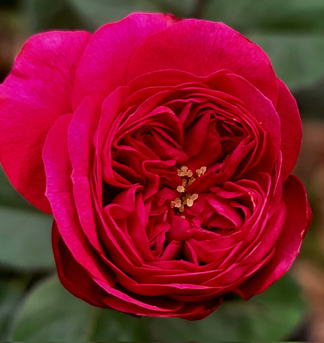 It's full moon Monday! Take MANY  photos and share! 
For me, start of a  BUSY week! First, a peek out to see what's in bloom. Small but shareable new rose bloom.❤️
#MagentaMonday #rosephotography #MyGarden #photography #FlowersOnX #GardeningX 
#Florida 😔
