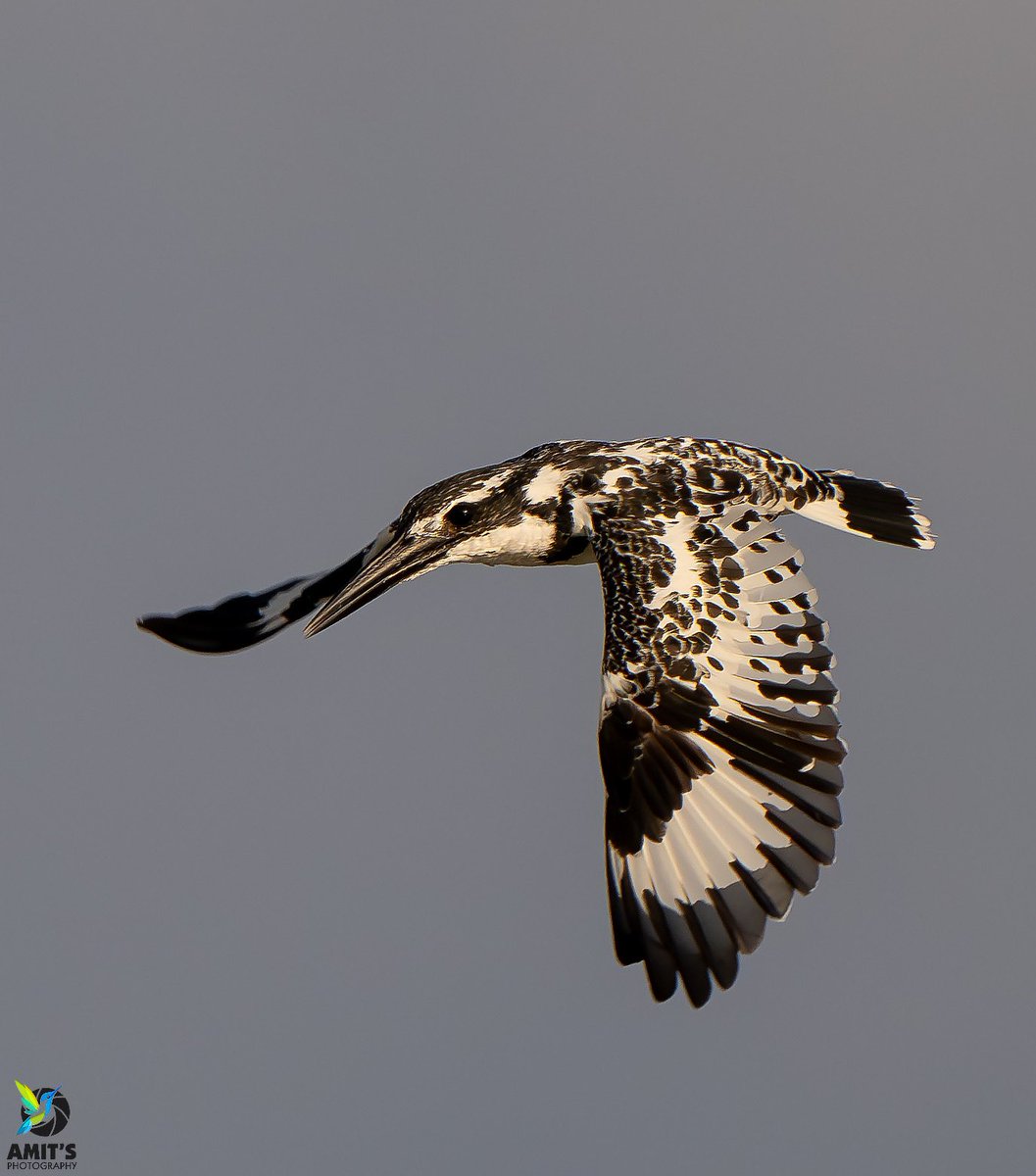asharma555's tweet photo. Pied Kingfisher
Jaipur
#beauty #birds #earthcapture #birdphotography #BirdTwitter #IndianBirds #birdsofindia #BirdsSeenIn2024 #naturelover #nikonasia #avibase #birds_lover #bestbirdshots #birdsportrait #mydailybird #IndiAves @IndiAves @NikonIndia https://t.co/G8GeOZowOH
