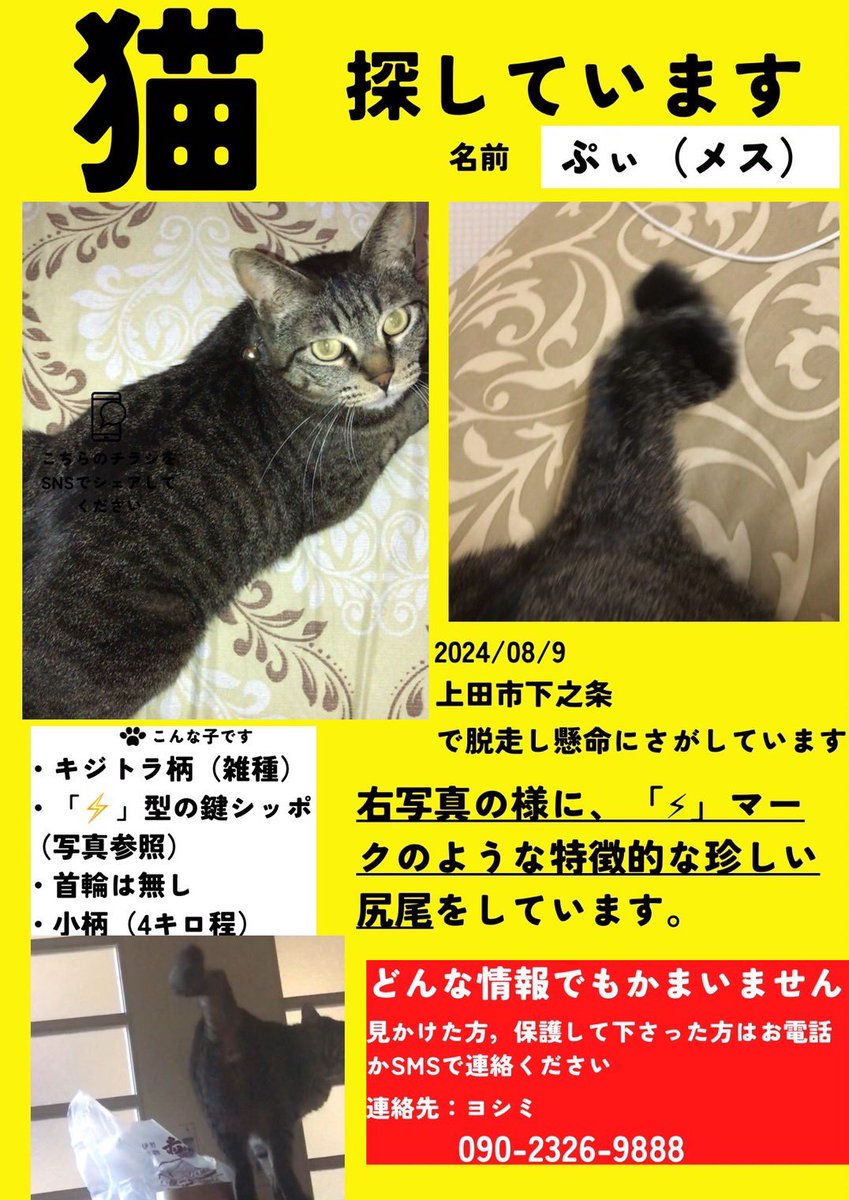 12_inuneko's tweet photo. 【猫を探しています‼️】
2024.8.9に上田市下之条の自宅から逸走してしまいました😢
ピカチュウのような、特徴のあるシッポのキジトラの猫です。
目撃情報等ありましたら、記載の連絡先までご一報お願いします😣🙇🏻‍♀️💦
 #上田市  #迷子猫  #迷い猫  #拡散希望  #猫を探しています https://t.co/klGDso8YXf