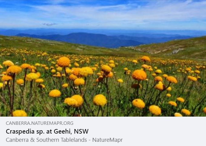NatureMapr (@naturemapr) on Twitter photo We love the picture postcard sightings, especially those from the Australian Alps in summer time ๐
Our featured sighting of the day from MB: canberra.naturemapr.org/sightings/4586โฆ
#NatureMapr #citizenscience #biodiversity We love the picture postcard sightings, especially those from the Australian Alps in summer time ๐
Our featured sighting of the day from MB: canberra.naturemapr.org/sightings/4586โฆ
#NatureMapr #citizenscience #biodiversity