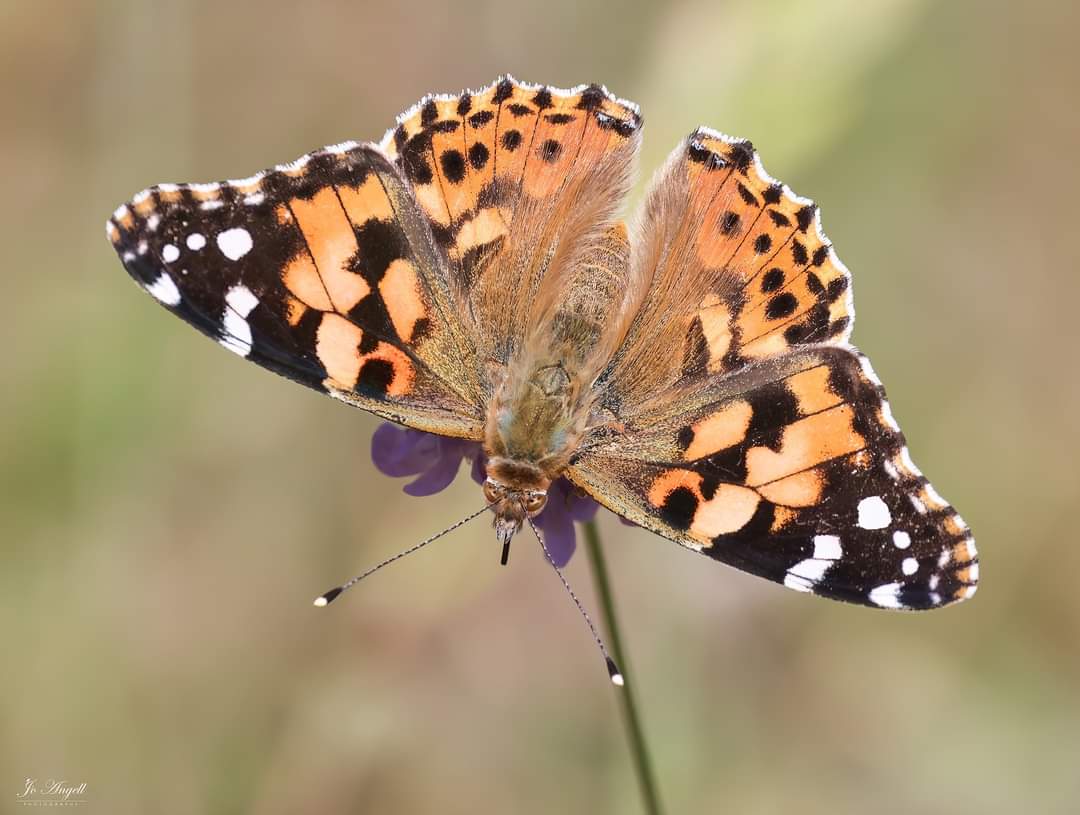 Jo Angell (@joangell5) on Twitter photo A stunning painted lady in a wild flower meadow π¦
<a href="/CanonUKandIE/">Canon UK and Ireland</a> <a href="/TheParksTrust/">The Parks Trust</a> #theparkstrust <a href="/scenesfromMK/">scenesfromMK</a> #scenesfrommk #butterfly #Buckinghamshire A stunning painted lady in a wild flower meadow π¦
<a href="/CanonUKandIE/">Canon UK and Ireland</a> <a href="/TheParksTrust/">The Parks Trust</a> #theparkstrust <a href="/scenesfromMK/">scenesfromMK</a> #scenesfrommk #butterfly #Buckinghamshire