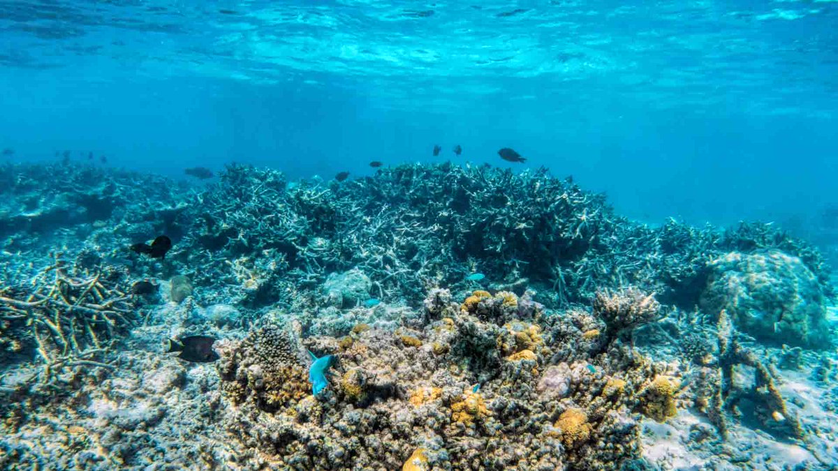 Postdoctoral Fellowship: Reef Responses to Environmental Change (Australian Institute of Marine Science)

aims.bigredsky.com/page.php?pageI…

#coralreefs #postdoc #fellowship #careers #careerdevelopment #coral #environmentalchange #marinescience #marineecology #marinebiology