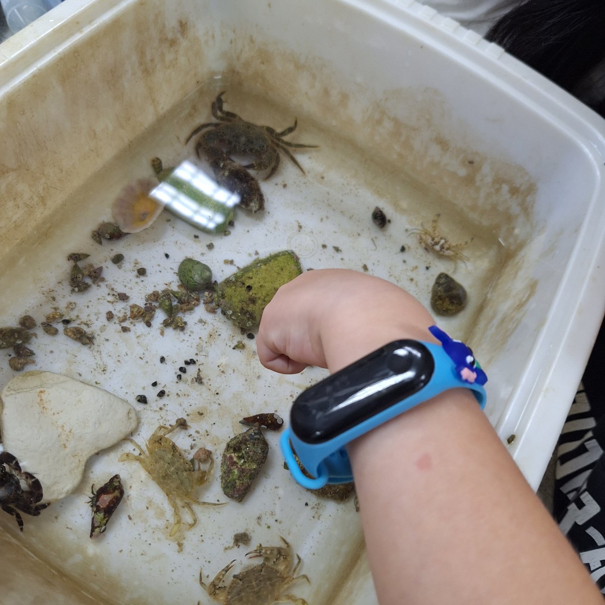 IOLR חקר ימים ואגמים לישראל (חיא"ל) tweet media