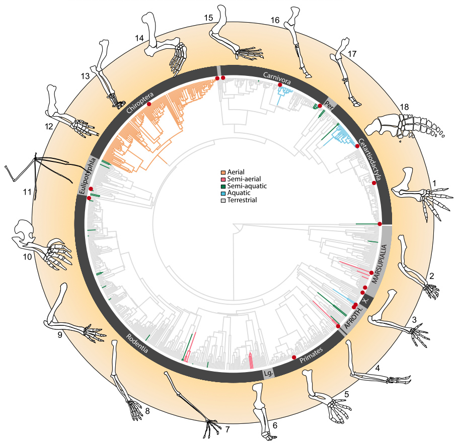 Quentin Martinez (@quentinwildlife) on Twitter photo Interested in mammal locomotion? Check out the new paper led by <a href="/PriscilaRothier/">Priscila S. Rothier</a> sampling 837 species! 🦴🐳🦇
besjournals.onlinelibrary.wiley.com/doi/full/10.11… Interested in mammal locomotion? Check out the new paper led by <a href="/PriscilaRothier/">Priscila S. Rothier</a> sampling 837 species! 🦴🐳🦇
besjournals.onlinelibrary.wiley.com/doi/full/10.11…