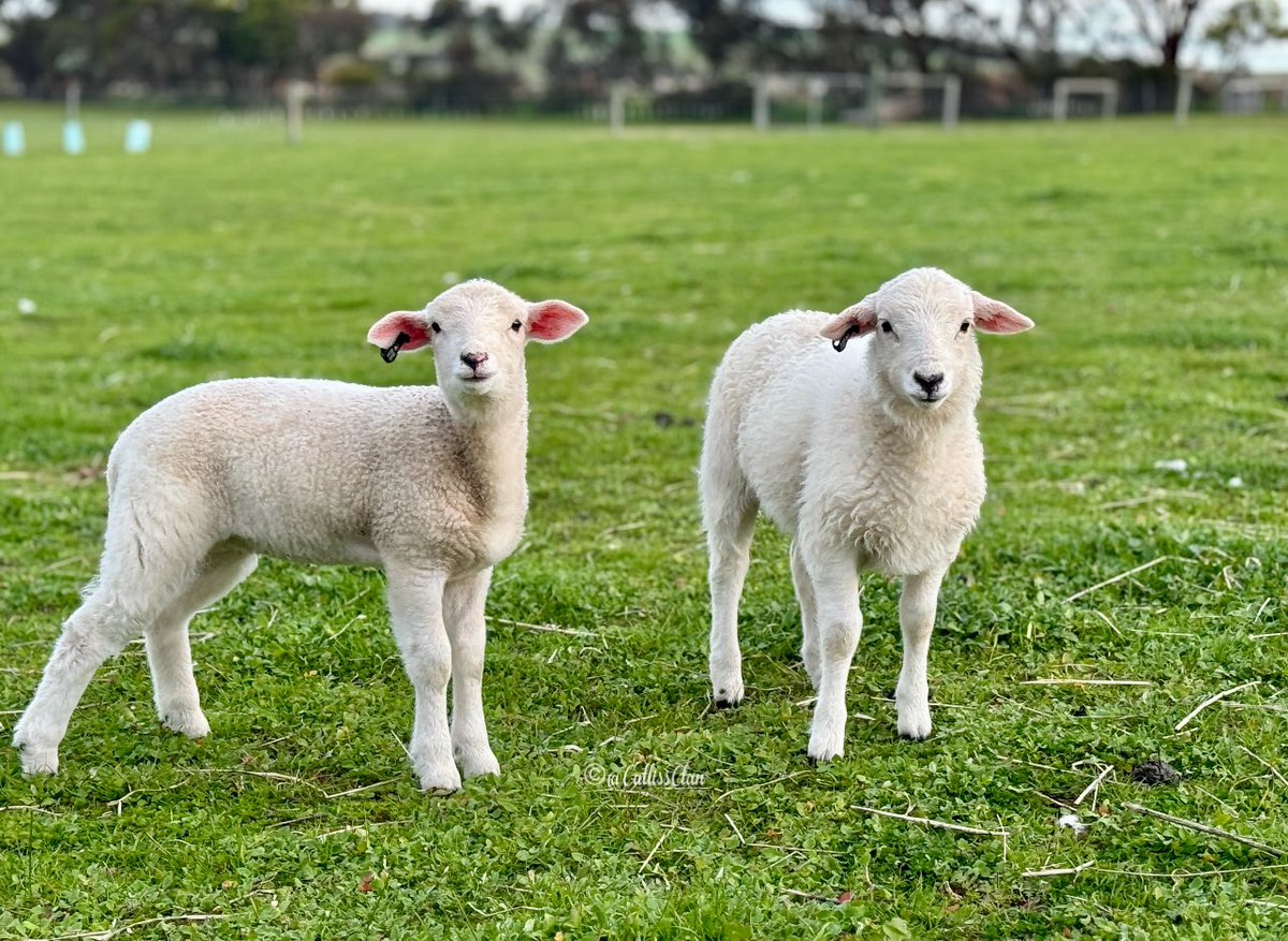 CallissClan's tweet photo. #Mimsy & #Timsy #Lambies2024 https://t.co/XjP6zHCHSA