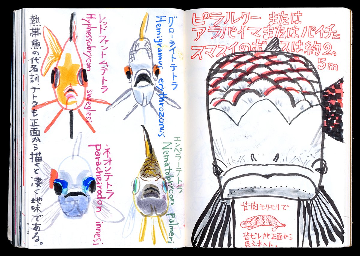 くるめウスでは泳いでる魚もスケッチしますよー。

ということで魚スケッチのサンプル。 