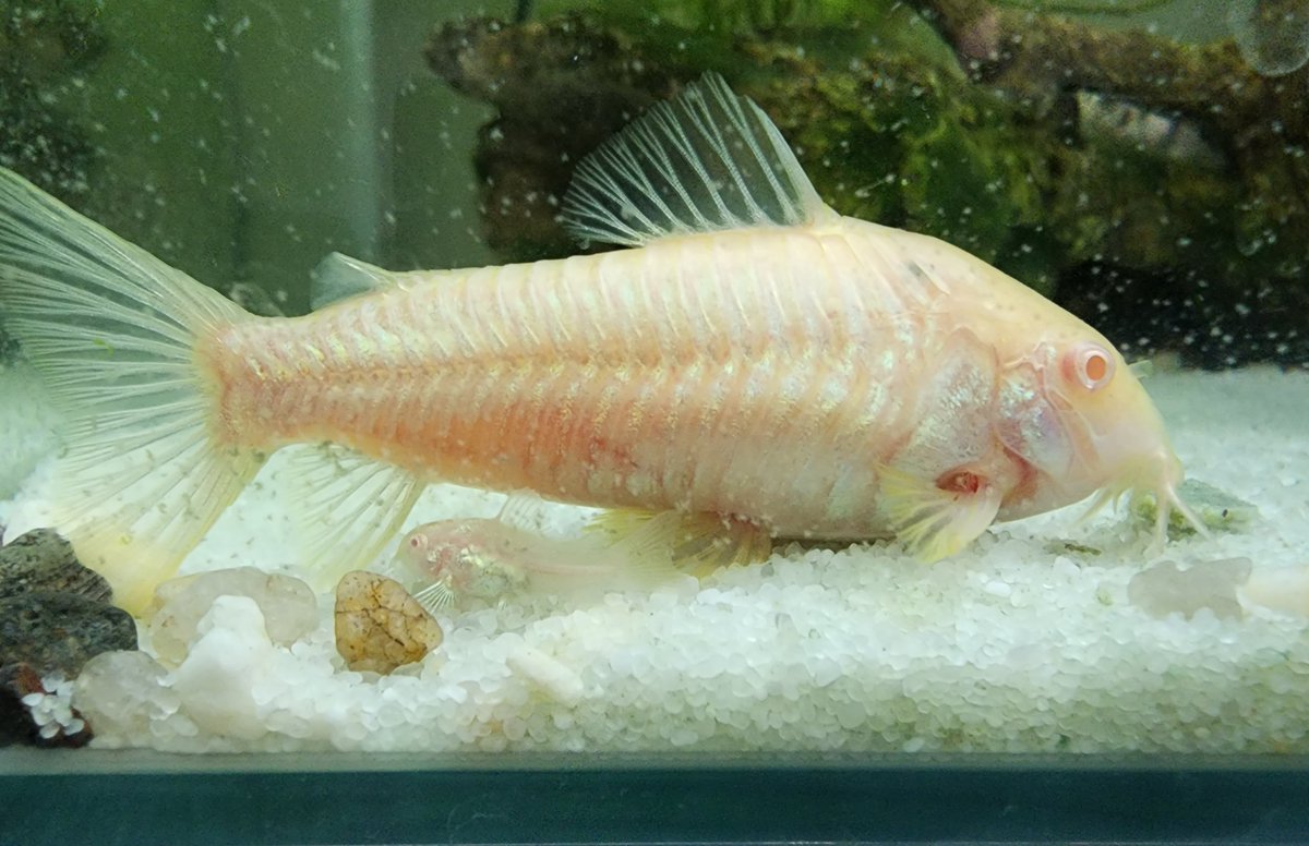 AncientArgonaut's tweet photo. Mother and her baby from one of my aquariums #fish #aquariums #corydora https://t.co/FF10ypc3eV