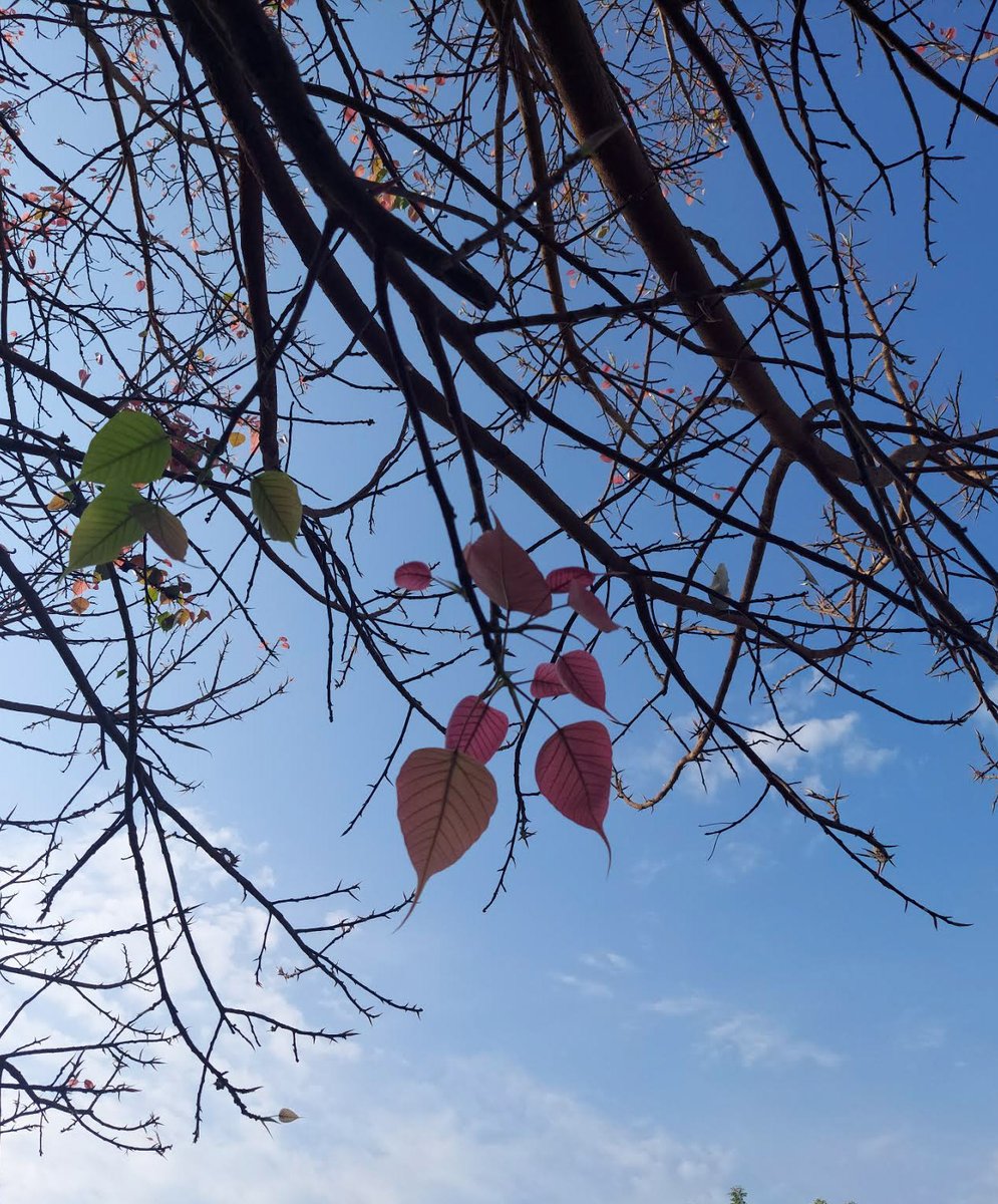 csharpian's tweet image. Shades of green and blue are always calming. 💙💚

#WorldPhotographyDay