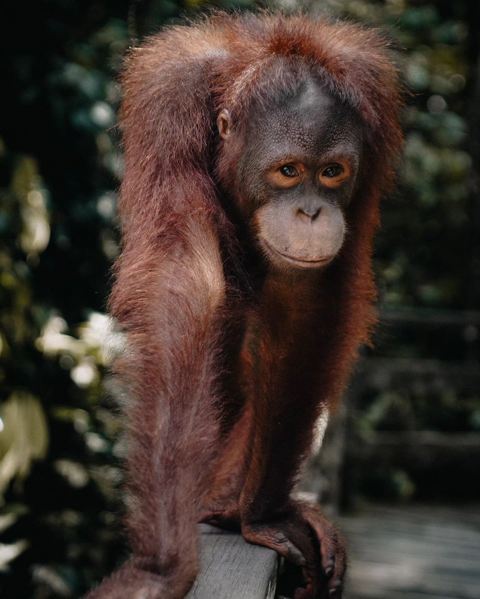 sabahtourism's tweet photo. Celebrating World Orangutan Day in Sabah, home to the world's largest tree-dwelling mammal. Have you had the chance to witness an orangutan in the wild?

📷IG/@reismol.nl
📌Sepilok Orangutan Rehabilitation Centre, Sandakan https://t.co/mXEpCTmc5m