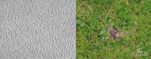 Drone usage is revolutionising the monitoring of #curlew by our <a href="/GwctWales/">GWCT Cymru | Wales</a> 'Curlew Connections' team.

Read more about how they are applying this technology  and watch fascinating #aerial footage of nesting curlew.

📽️ bit.ly/3AGd9Jq