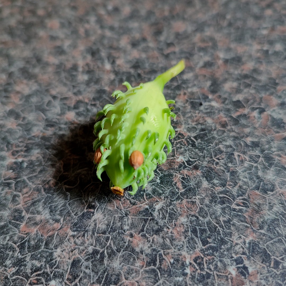 gardenorganicuk's tweet photo. Our #achochas are now being harvested - are yours? They'll certainly be a talking point with children for their unique brand of cuteness π¦ ... and their spines are perfectly soft! Look out for recipe tips coming soon. #GardenOrganic #OrganicGardening #GOCitizenScience https://t.co/AxzqUnJ5OZ