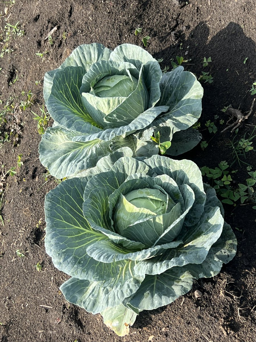 Flycorp_Farms's tweet photo. Taste the difference of farm fresh vegetables. Only from @Flycorp_Farms https://t.co/Va2rGuuXhi
