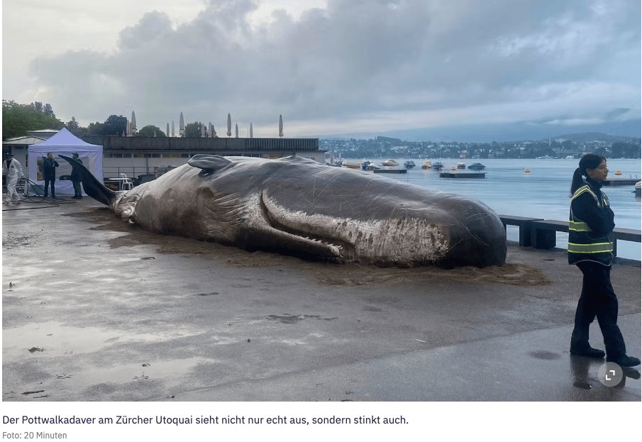 Greenpeace.ch tweet media