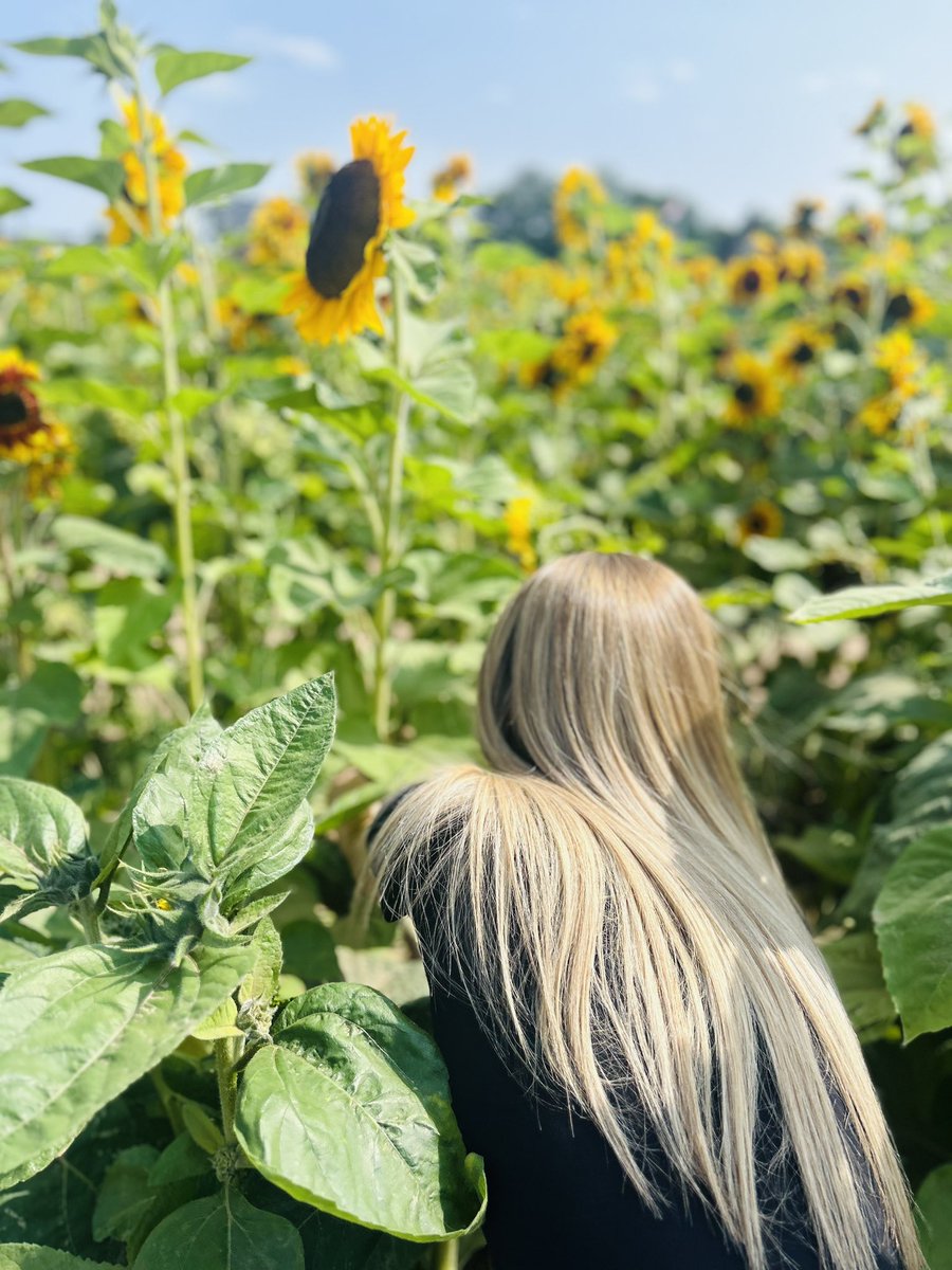 rosegardenflowers tweet media