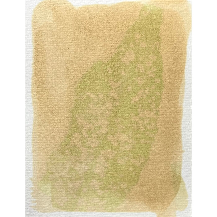 alternativephot's tweet image. We're still working through all the very very interesting #anthotypes for #WorlAnthotype Day, here are more from:

➥ Laura Gatto 
➥ Nan Wollman  
➥ Caroline Walshe, Water Dock 

Gallery:
👉 alternativephotography.com/world-anthotyp…