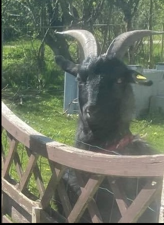 LVestkyst's tweet photo. Hello Everybody👋😀We & our goats wish you all a new & good start to the week😊#naturelovers #Goats #Ziegen #Geder #NaturePhotograhpy #NatureBeautiful #Travel #MondayMotivaton #sensummer #Turismo #camping #campingliving #Denmark #AnimalsLover #Nordjutland #ultratwitter https://t.co/nKhFRH6tY7