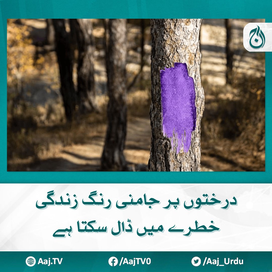 Aaj_Urdu's tweet photo. امریکا کے درختوں پر ’جامنی رنگ‘ آپ کی زندگی خطرے میں ڈال سکتا ہے
یہ نشان خطرے کی گھنٹی ثابت ہوسکتا ہے
https://t.co/L37Si2IQ0K
#AajNews #Fact #USA #Trees #PurpleColor https://t.co/sYY5EF7aWO
