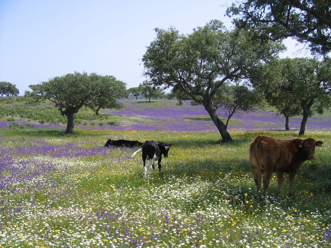 Our study aims to inform the discussion on the benefits and risks of assisted colonization of argan trees in the Iberian Peninsula, including the potential for invasiveness.