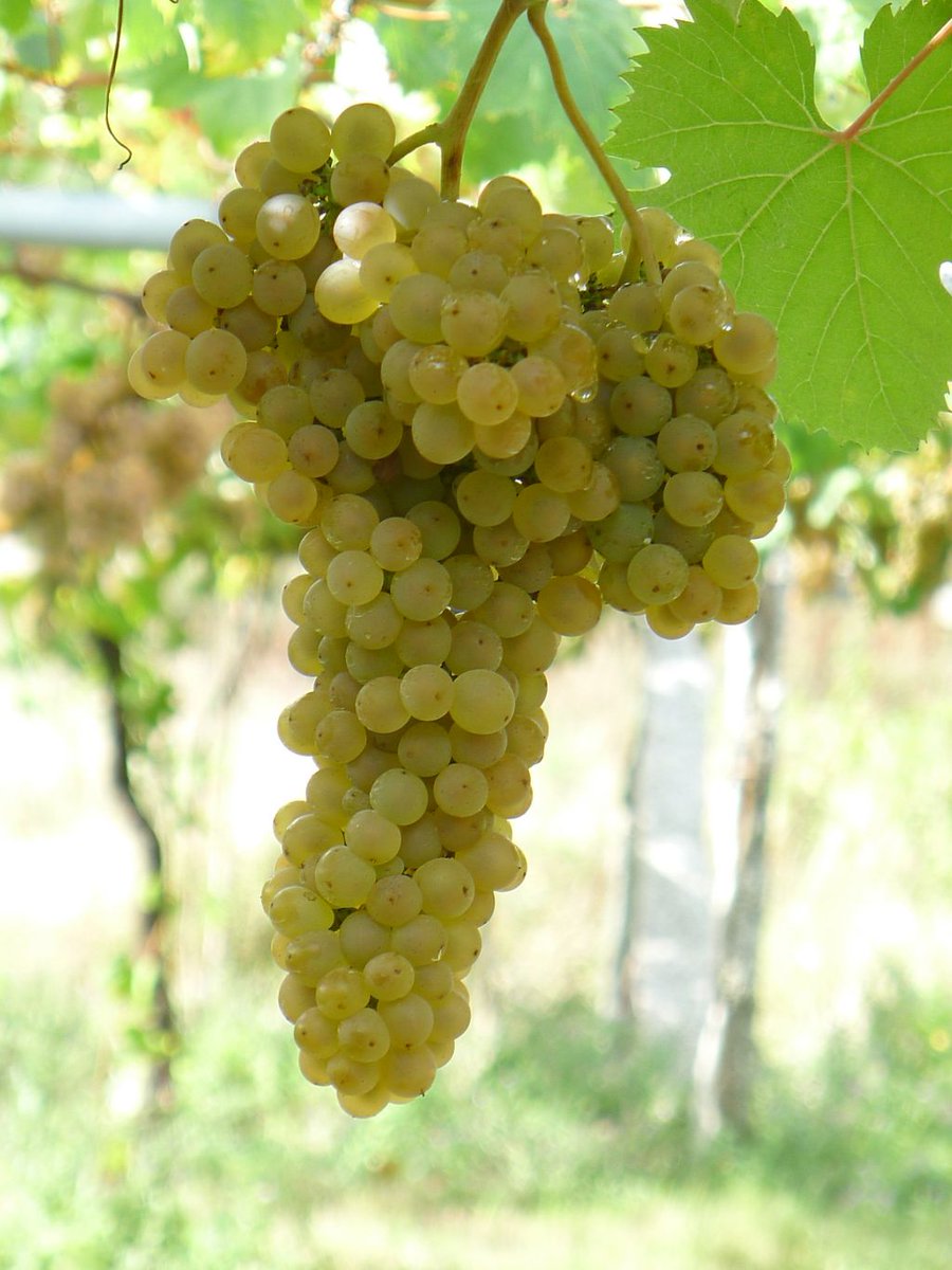 Exciting news!
🍇 The Ratinho grape variety has officially been included in the DO <a href="/Rias_Baixas/">D.O. Rías Baixas</a>, thanks to Viña Moraima's and <a href="/mbg_csic/">Misión Biológica de Galicia - CSIC</a> <a href="/CSICGalicia/">CSIC Galicia</a>  <a href="/CSIC/">CSIC</a> 
🥂 A big win for tradition and innovation in winemaking!
adegamoraima.com/en/vina-moraim…
#RíasBaixas #ViñaMoraima #Ratiño