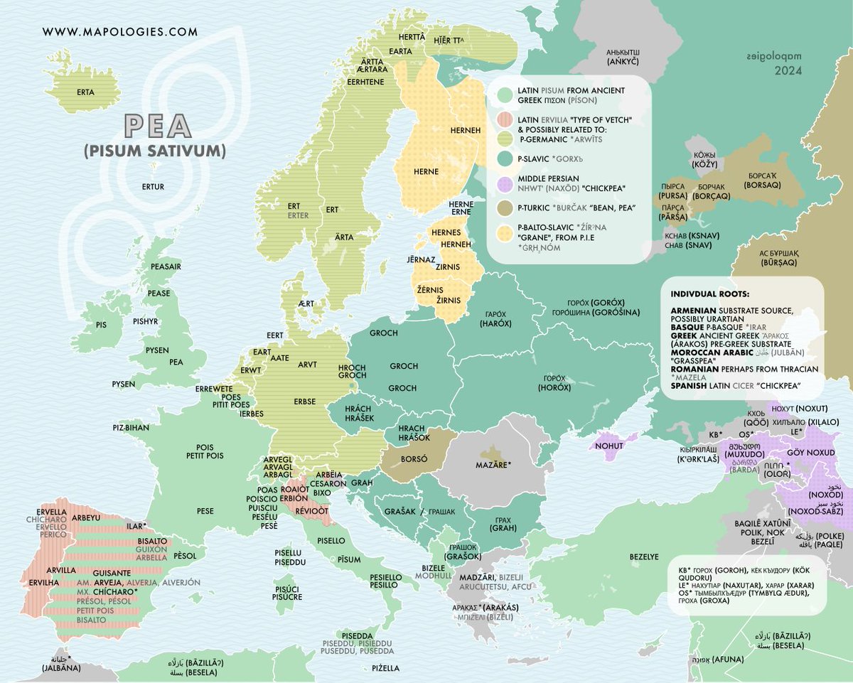 Mapologies_com's tweet photo. German Erbse, Persian noxod, Spanish arveja or guisante are some names of #peas (Pisum sativum) in different #languages. The journey of how these names for this ancient plant were shared across languages is explained here.
https://t.co/GU2BAN67DJ
#etymologymap #mapolgies https://t.co/v3zM5SyPpf