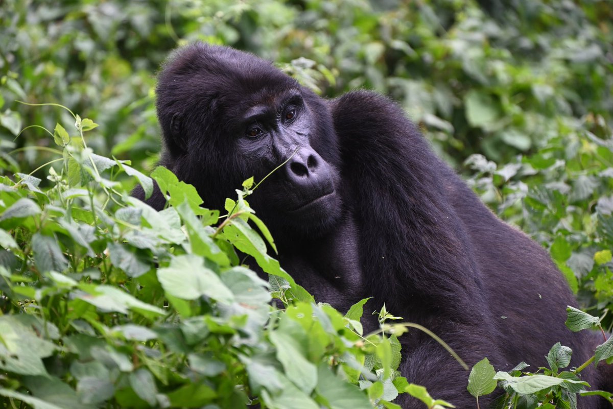 arihoamos2's tweet image. Fuel your wanderlust this Monday! 🦍 Let #Aerolink guide you through the skies to an awe-inspiring #gorillatrekking adventure. #Bwindi #Adventures 
@ExploreUganda 
#GOAT #Kabanda #Tel Aviv 
#Morara #Thieves #Airtel
