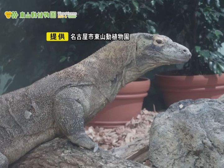livedoornews's tweet image. 【肉食】世界最大のトカゲ・コモドドラゴン、東山動植物園で8/23から一般公開へ 愛知
news.livedoor.com/article/detail…
7月18日にシンガポールからやってきたコモドドラゴンの「タロウ」を、23日から公開する。コモドドラゴンは肉食でイノシシやシカといった大型の哺乳類を食べるという。