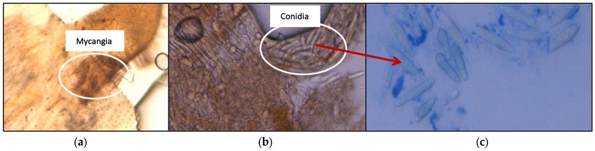 Horticul_MDPI's tweet photo. #Horticulturae - Editor's Choice Paper🍀
📖Title: #Olive Escudete (Dalmatian Disease) Caused by #Botryosphaeria dothidea as a Result of Fly–Midge–Fungus Interaction
✍️By Hani K. Aldebis et al.
🔗Link: https://t.co/GUbugo1l0A
#academic #publishing #MDPI #horticulture #science https://t.co/PH4R89LY0T