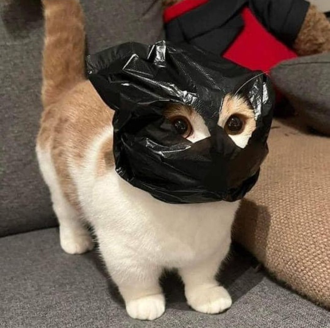 Catsillyness's tweet photo. Batmeow https://t.co/1pWx7NOqae