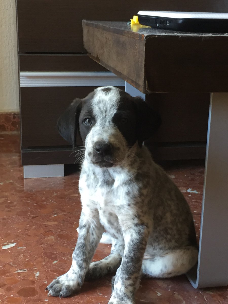 protectoranma's tweet photo. León, adoptado de cachorro y devuelto al refugio. 

Un perro muy activo e independiente. Le encanta estar acompañado y también busca explorar por su cuenta. El compañero ideal para rutas y senderismo.

Está trabajando la socialización con otros perros y progresa adecuadamente. https://t.co/TYYcH0WtRJ