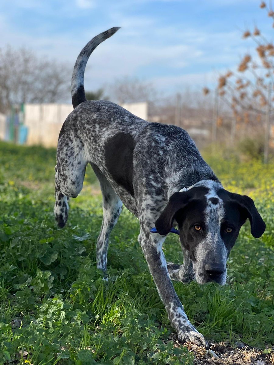 León, adoptado de cachorro y devuelto al refugio. 

Un perro muy activo e independiente. Le encanta estar acompañado y también busca explorar por su cuenta. El compañero ideal para rutas y senderismo.

Está trabajando la socialización con otros perros y progresa adecuadamente.