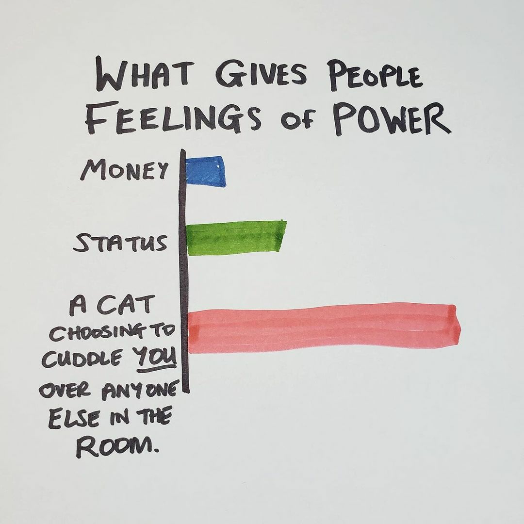 cats with powerful impression 🐾 tweet media