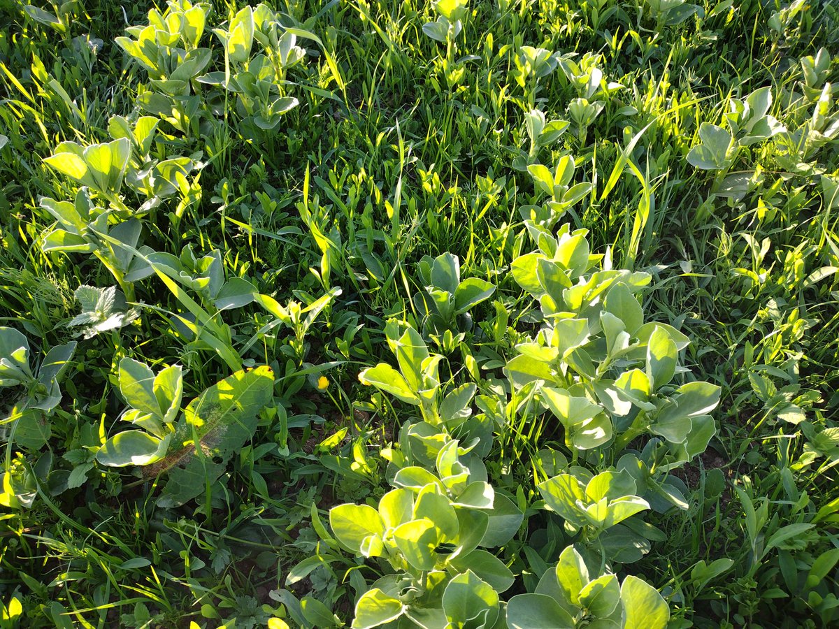 IntercropVALUES 🇪🇺 (@intercropvalues) on Twitter photo 🔈🔉🔊Postgraduate Course on #Intercropping:
"Mixed cropping as a means to sustainable agriculture: Pro’s, Con’s and solutions".
▶️Register here: pe-rc.nl/Mixedcropping and learn from experts involved in <a href="/IntercropVALUES/">IntercropVALUES 🇪🇺</a> and <a href="/RemixIntercrops/">Remix Intercrops</a>.
Do not miss this opportunity! 🔈🔉🔊Postgraduate Course on #Intercropping:
"Mixed cropping as a means to sustainable agriculture: Pro’s, Con’s and solutions".
▶️Register here: pe-rc.nl/Mixedcropping and learn from experts involved in <a href="/IntercropVALUES/">IntercropVALUES 🇪🇺</a> and <a href="/RemixIntercrops/">Remix Intercrops</a>.
Do not miss this opportunity!